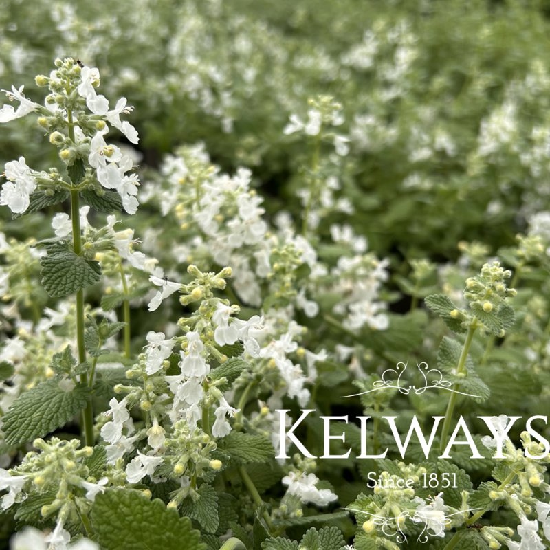 Nepeta racemosa 'Snowflake'