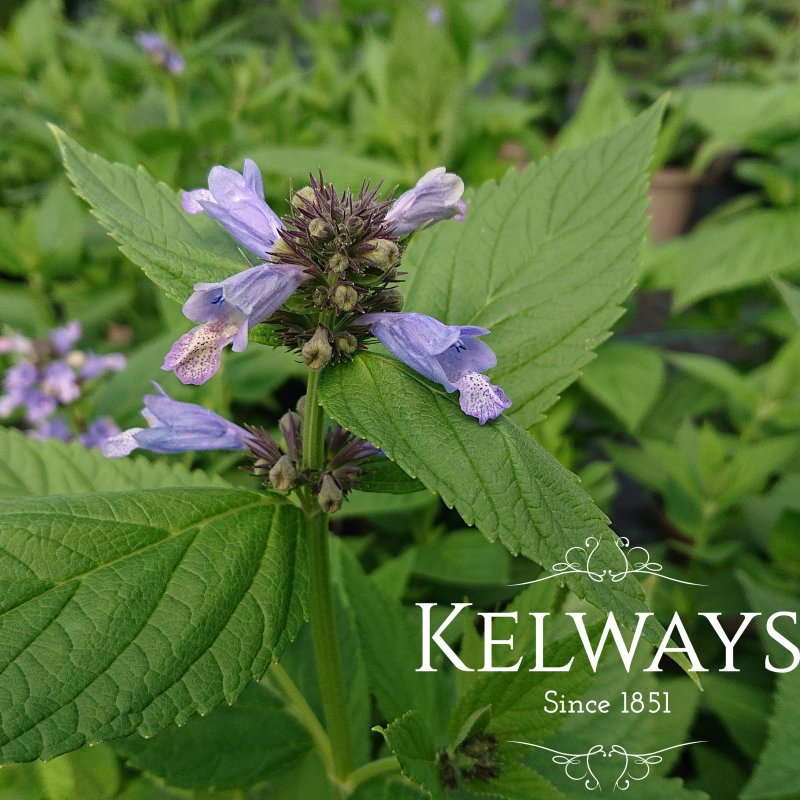 Nepeta subsessilis