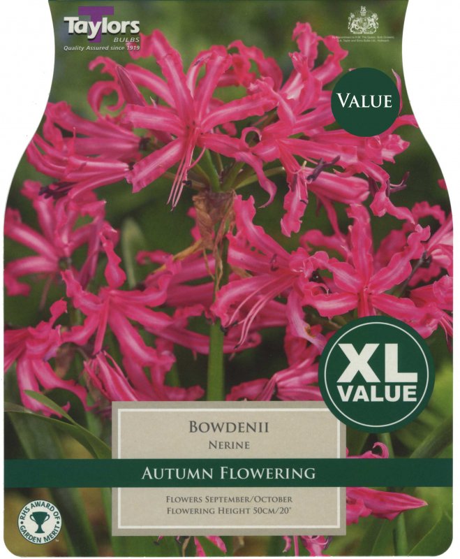 Taylors Bulbs Nerine bowdenii (6 bulbs)