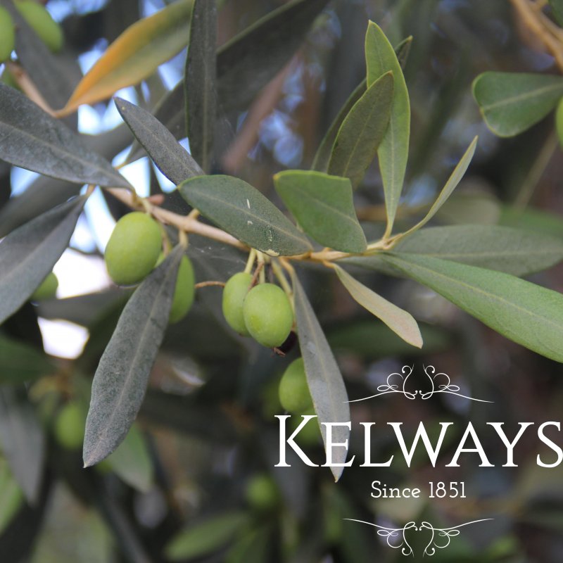 Olea europaea (F) (Olive)