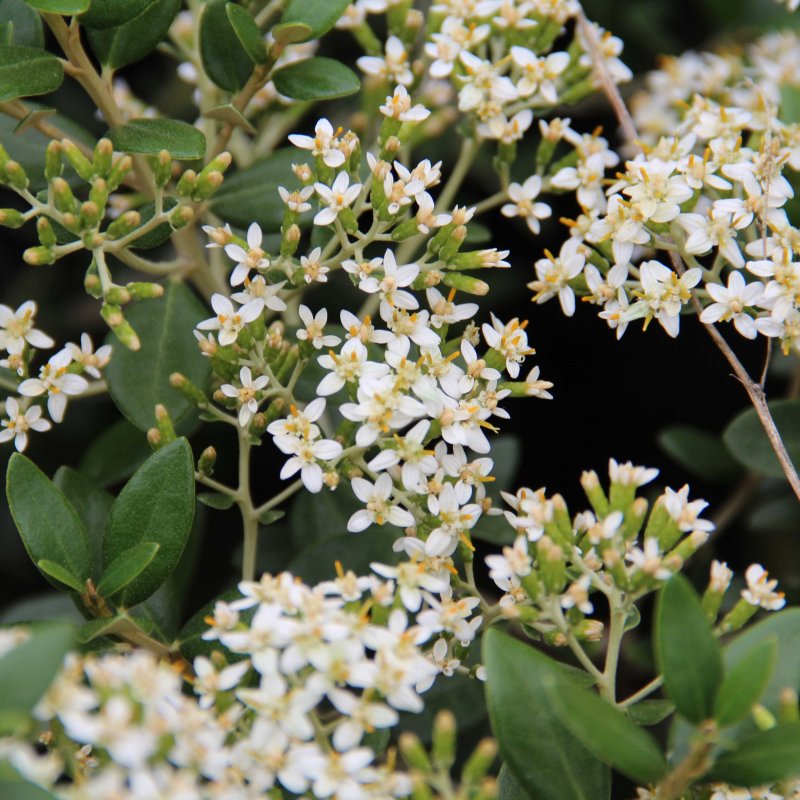 Olearia haastii