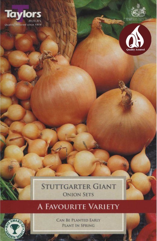 Taylors Bulbs Onion Stuttgarter Giant