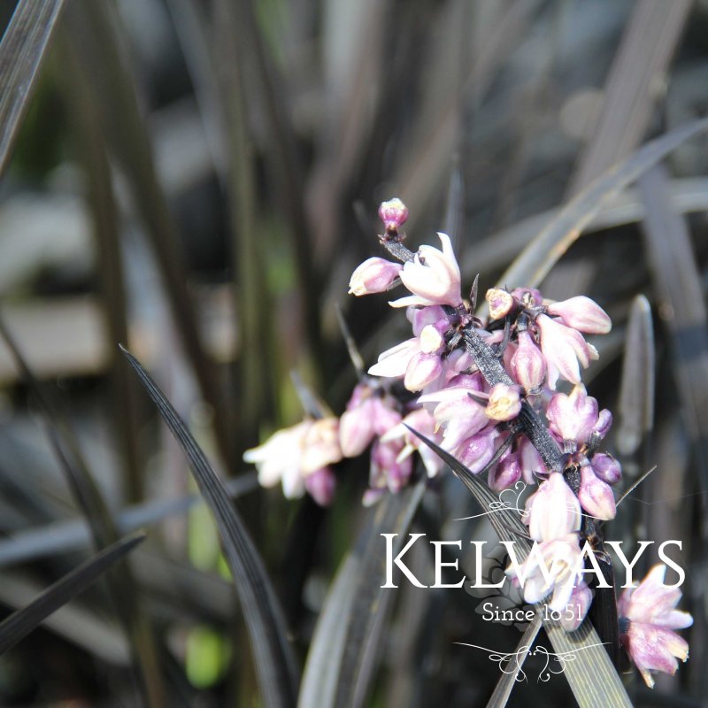 Ophiopogon planiscapus 'Kokuryu'