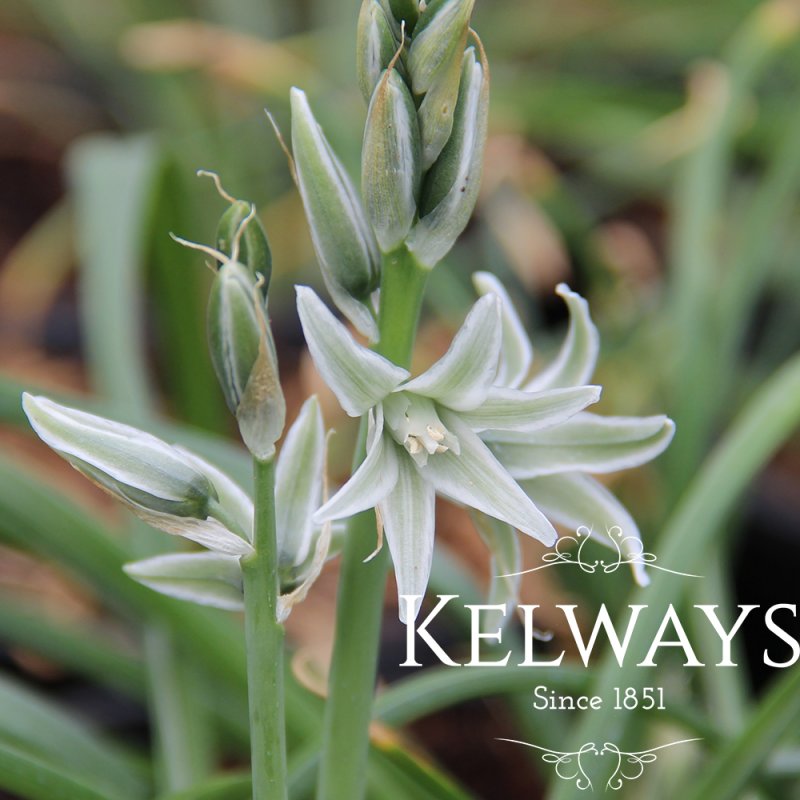 Ornithogalum nutans