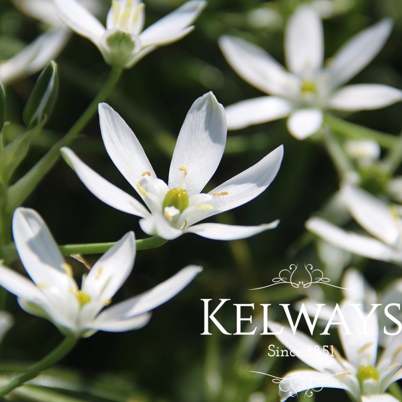 Ornithogalum umbellatum