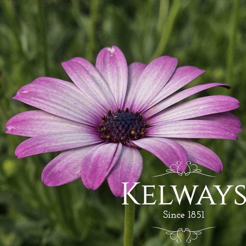 Osteospermum 'Cannington Roy'