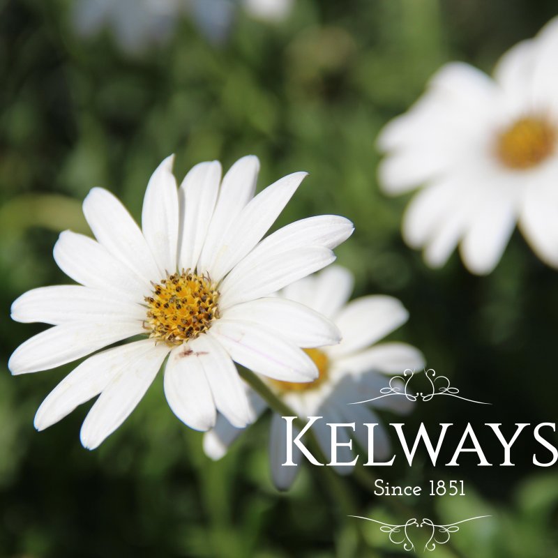 Osteospermum 'Snow Pixie'