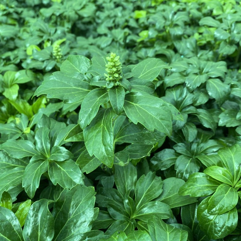 Pachysandra terminalis