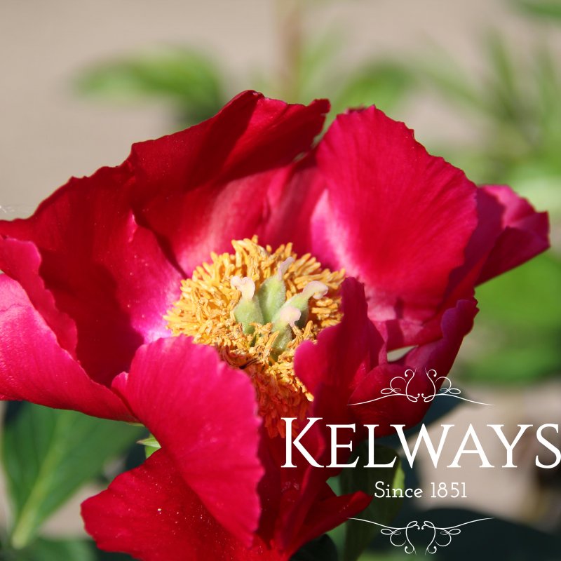Paeonia 'America'
