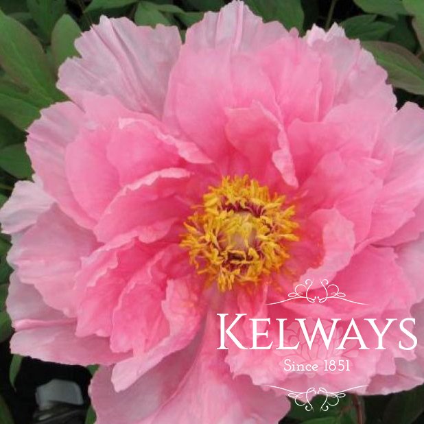 Paeonia Duchess Of Marlborough Kelways Plants Ltd