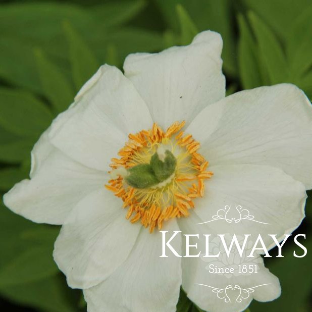 Paeonia Early Windflower