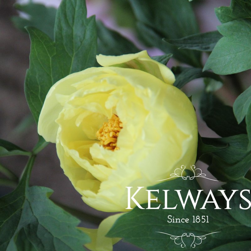 Paeonia 'Golden Isles'