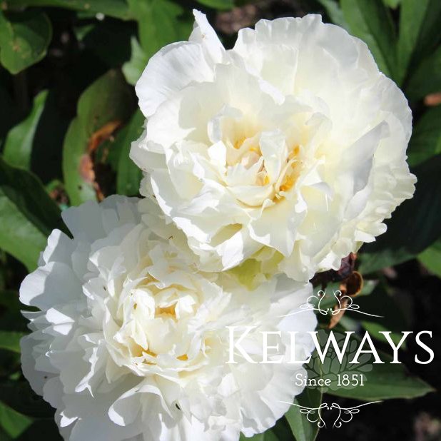 Paeonia 'Kelway's Glorious'