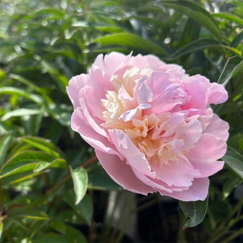 Paeonia 'Angel Cheeks'