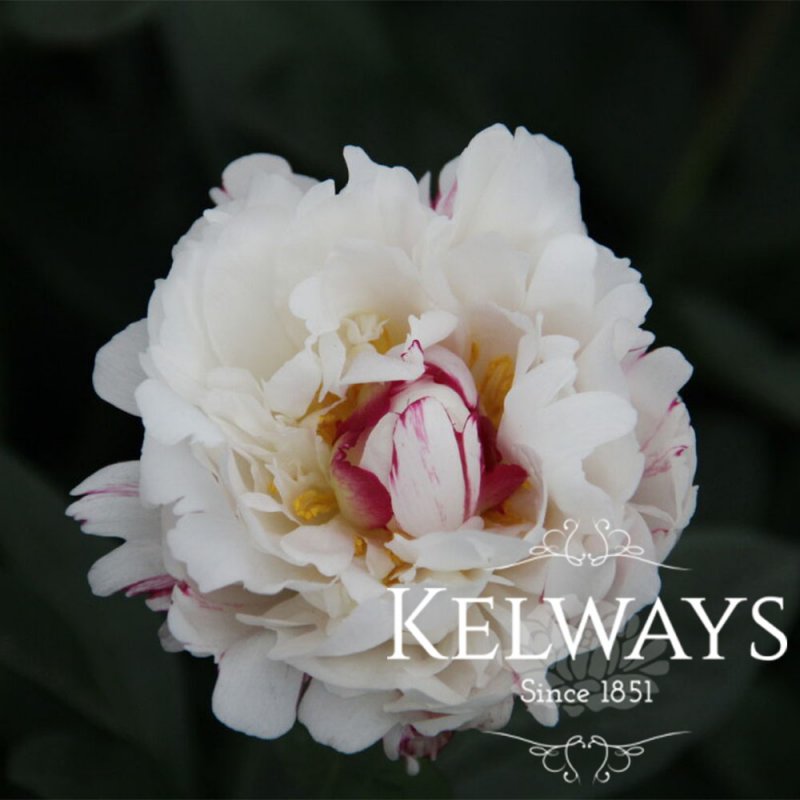 Paeonia 'Boule de Neige'