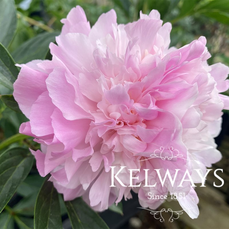 Paeonia 'Dinner Plate'