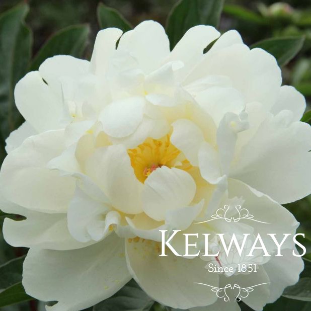 Paeonia 'Gardenia'