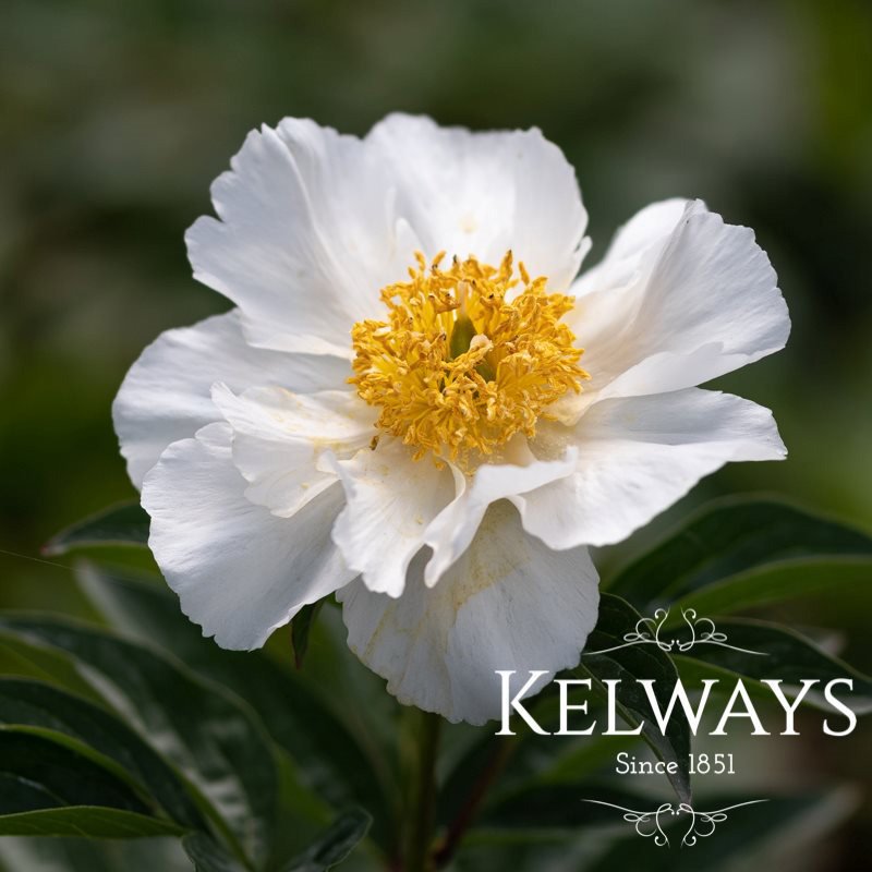 Paeonia 'Krinkled White'