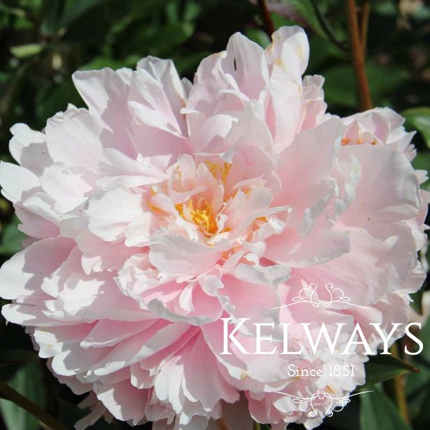 Paeonia 'Lady Alexandra Duff'