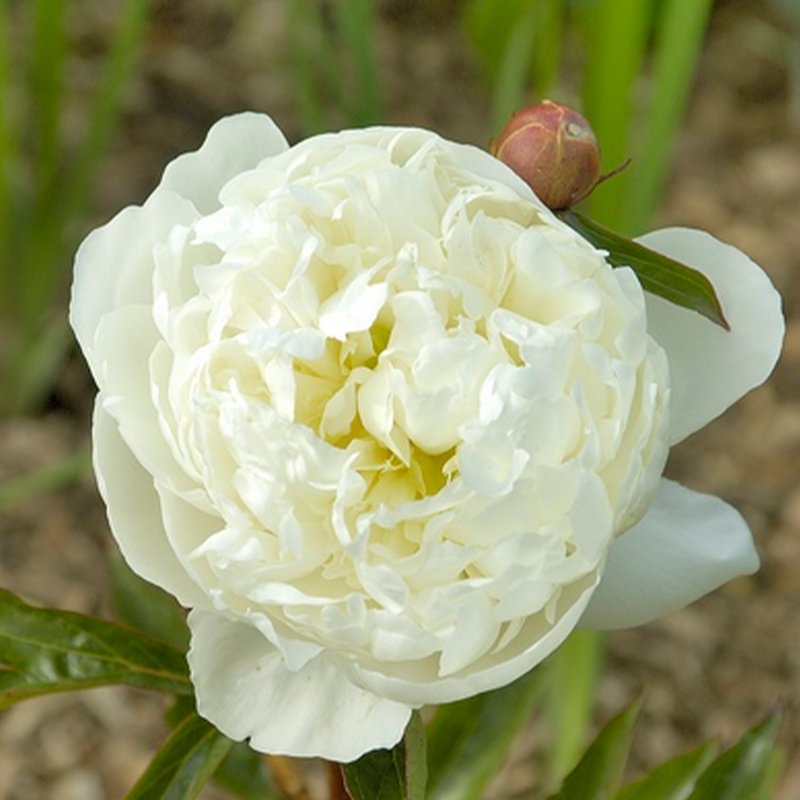 Paeonia 'Marie Lemoine'