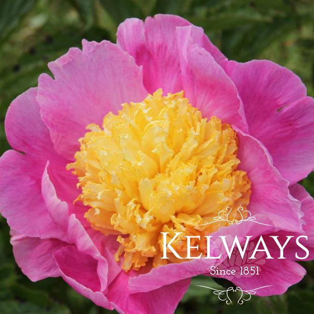 Paeonia 'Mr G F Hemerik'