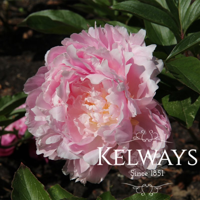 Paeonia Pillow Talk