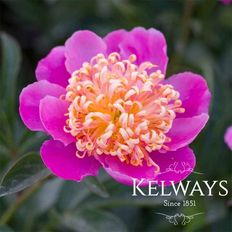 Paeonia 'Tom Eckhardt'