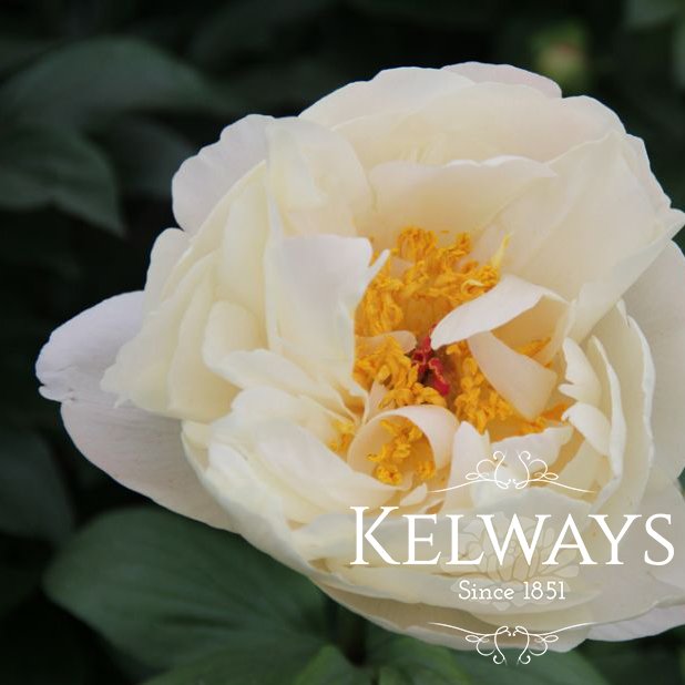 Paeonia 'Lemon Chiffon'