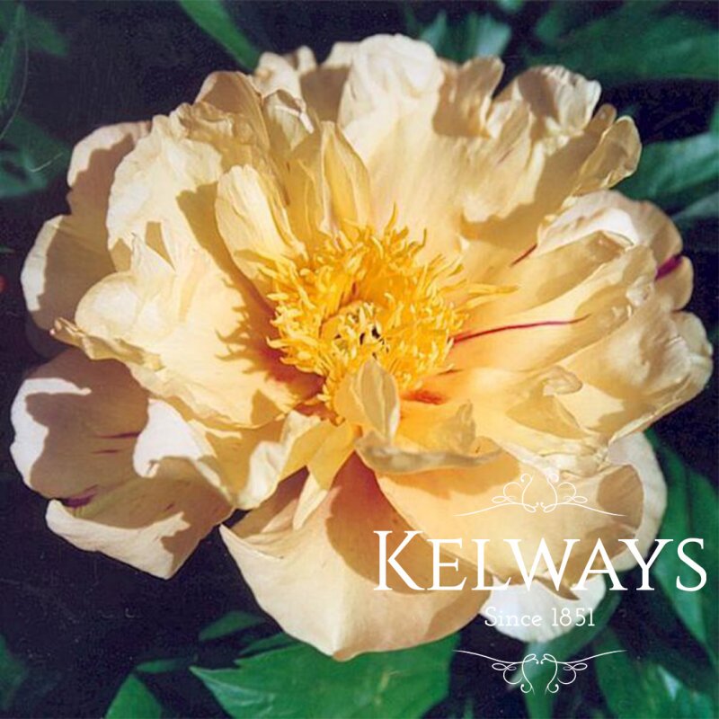 Paeonia 'Lemon Dream' (I)