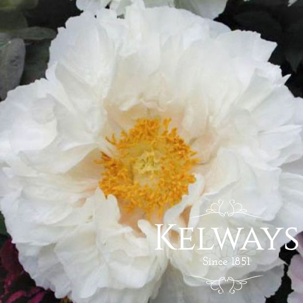 Paeonia 'Mrs William Kelway'