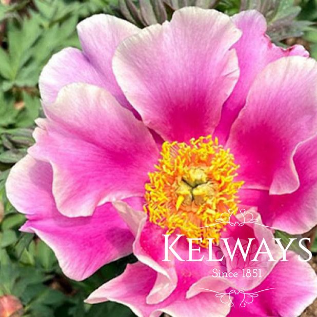 Paeonia 'Norwegian Blush'