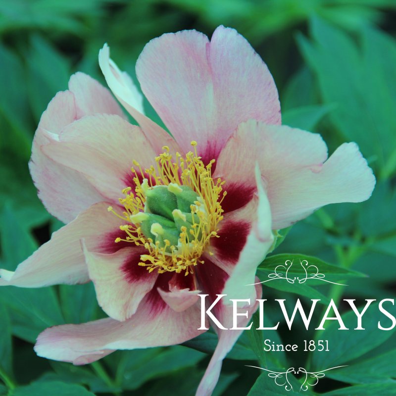 Paeonia 'Old Rose Dandy' (I)