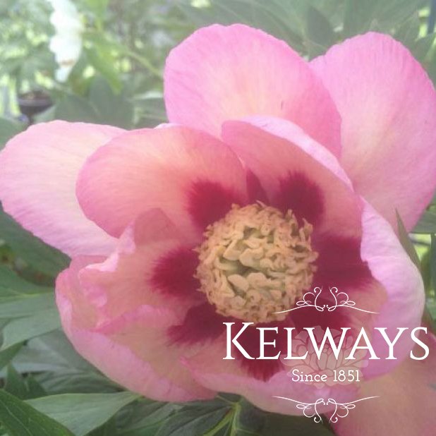 Paeonia 'Pastel Splendor'