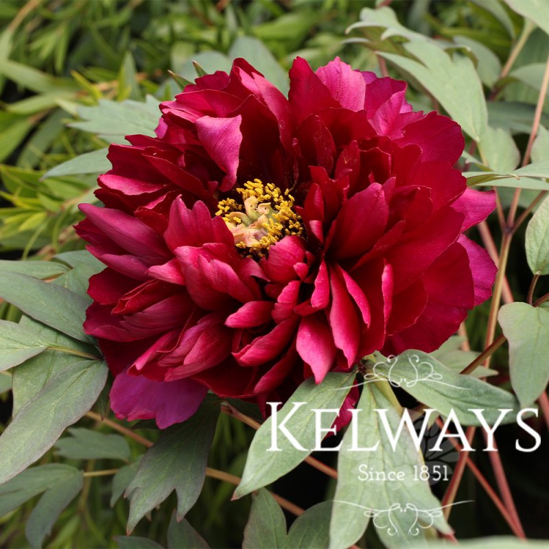 Paeonia 'Rinpo'