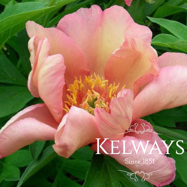 Paeonia 'Sonoma Kaleidoscope'