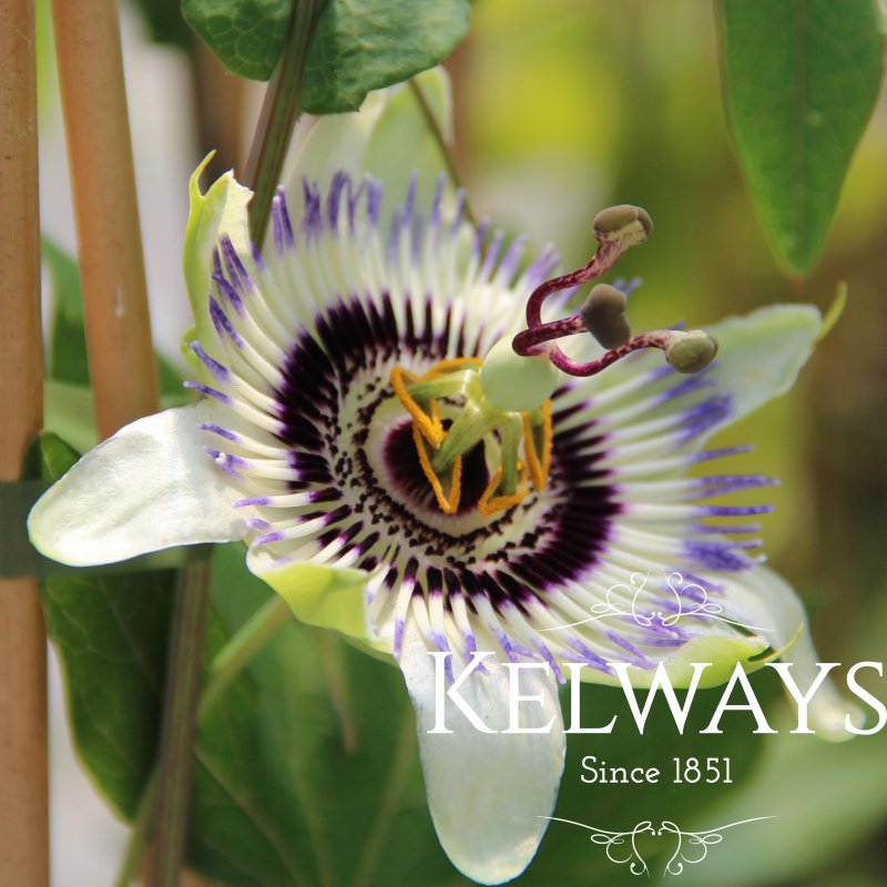 Passiflora 'Party Animal'