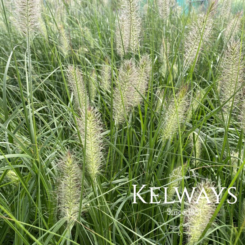 Pennisetum alopecuroides 'Hameln'