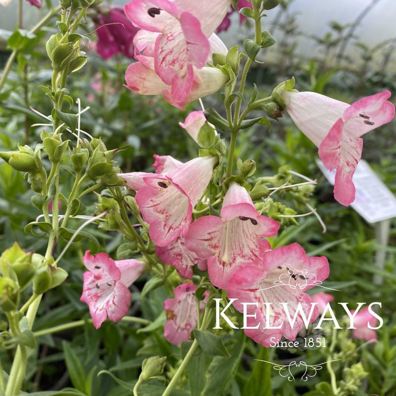 Penstemon Flamingo