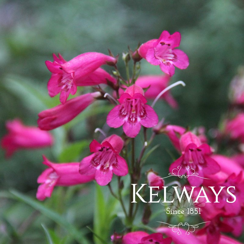 Penstemon 'Garnet'