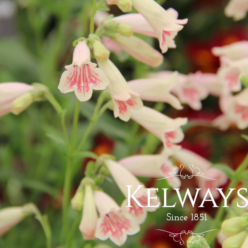 Penstemon 'Hidcote Pink' (9cm pot)
