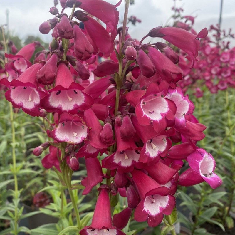 Penstemon 'Amelia Jayne'