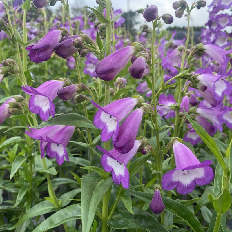 Penstemon Pensham Czar