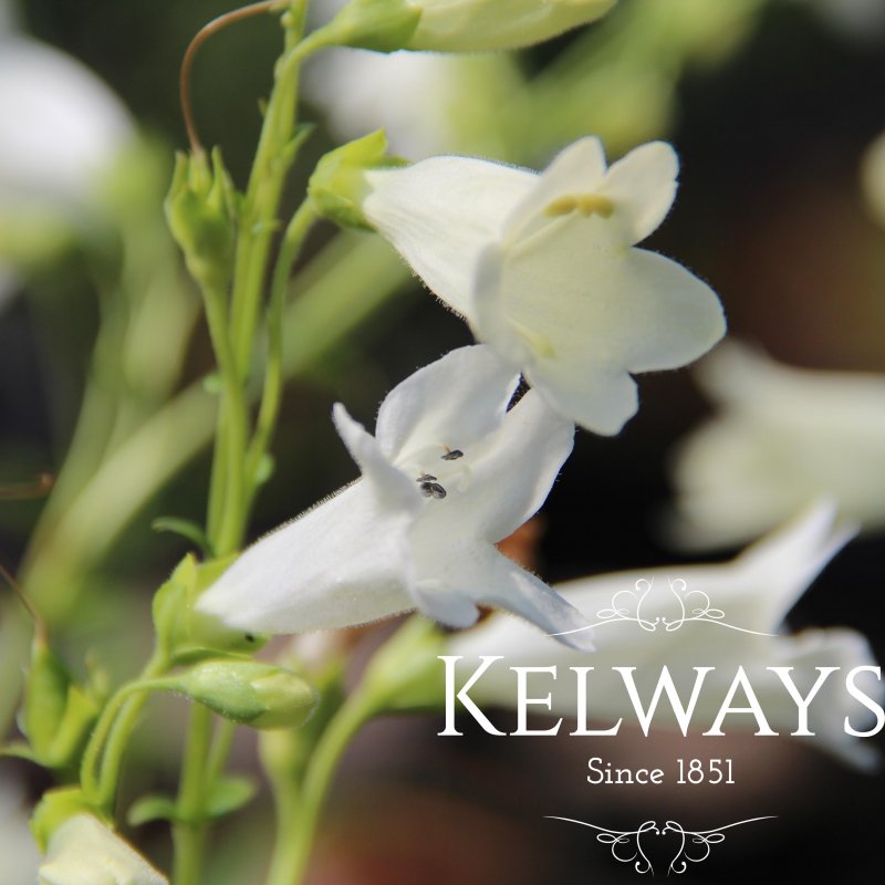 Penstemon 'Pensham Wedding Day' (Pensham Series) (9cm pot)