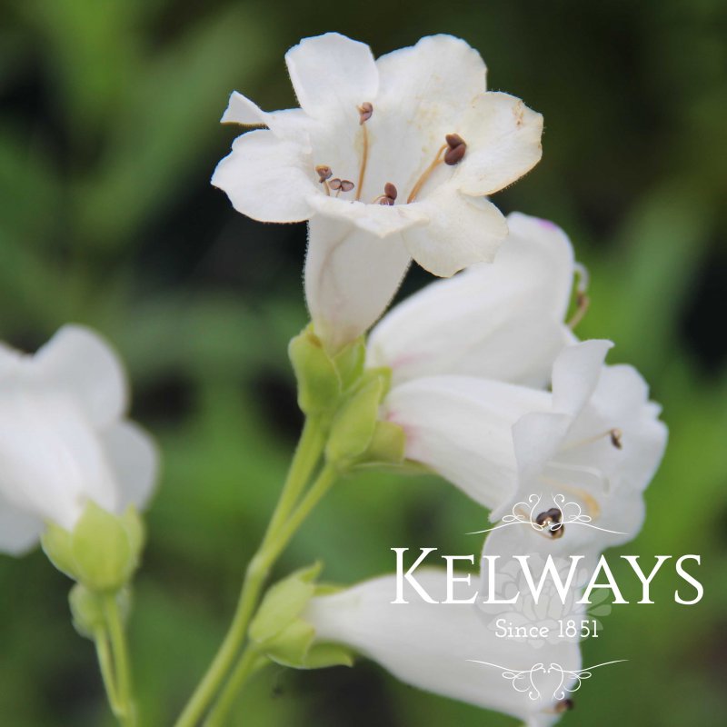 Penstemon 'White Bedder'