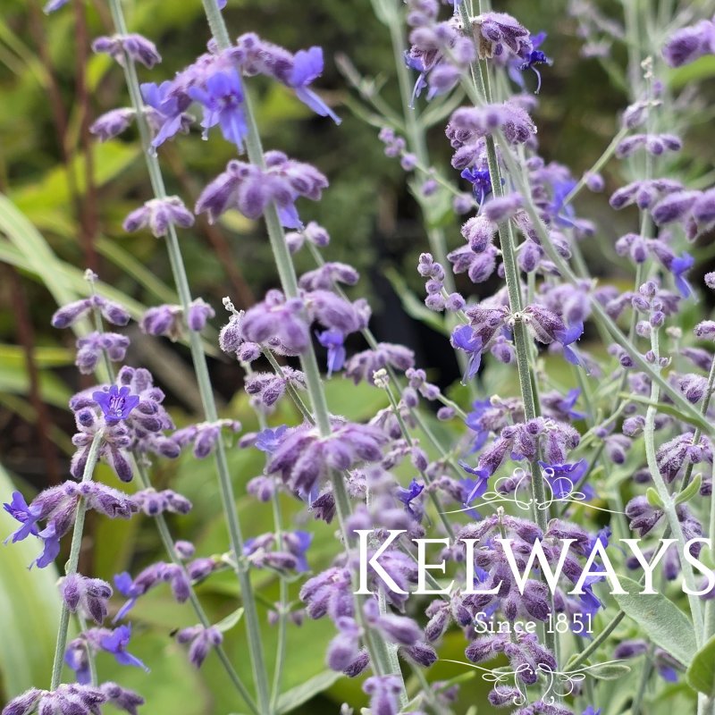 Salvia 'Little Spire' PBR (Pe)