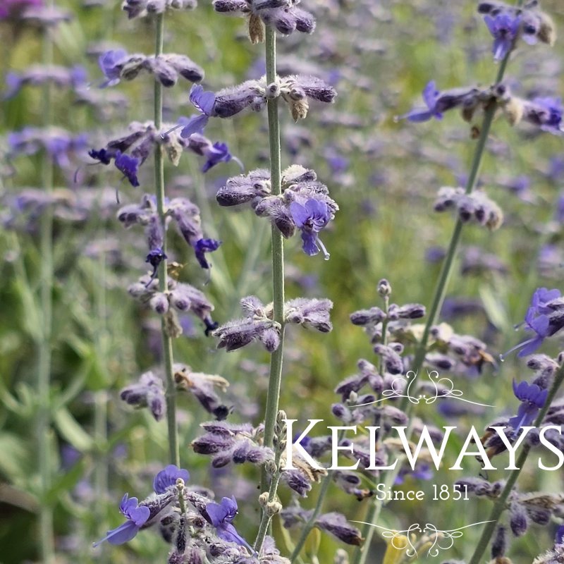 Salvia 'Little Spire' PBR (Pe)