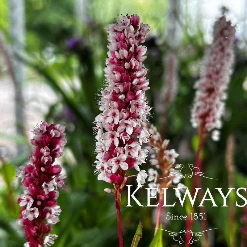 Persicaria affinis 'Darjeeling Red'