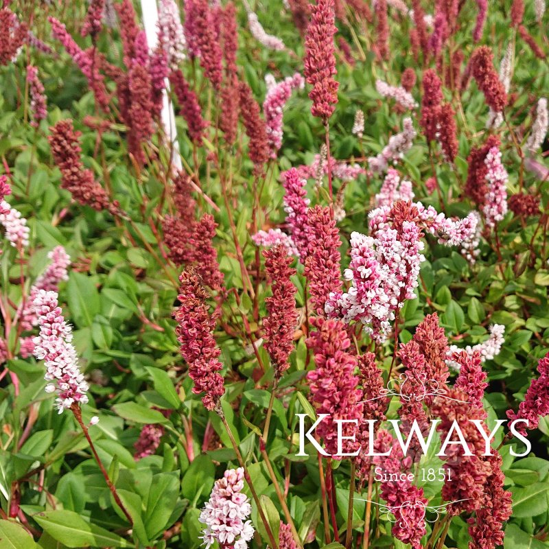 Persicaria affinis Superba