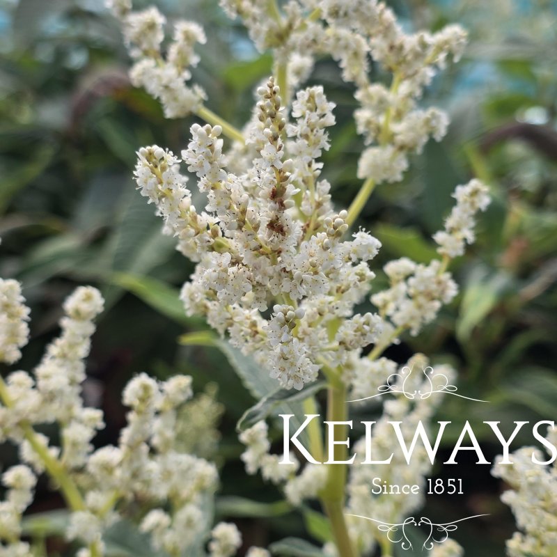 Koenigia alpina (All.) T.M. Schust. & Reveal