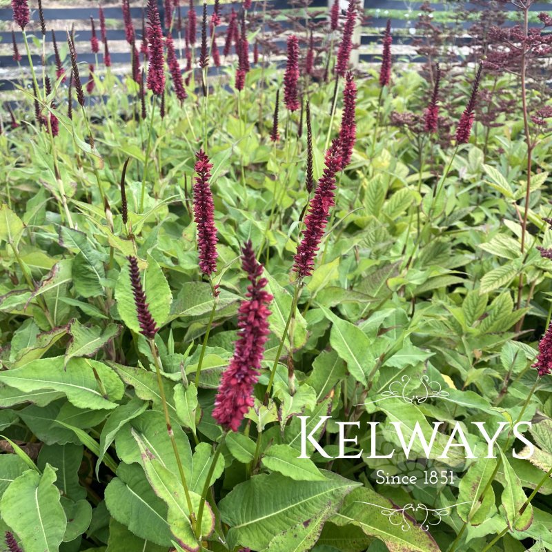 Persicaria amplexicaulis 'Blackfield'